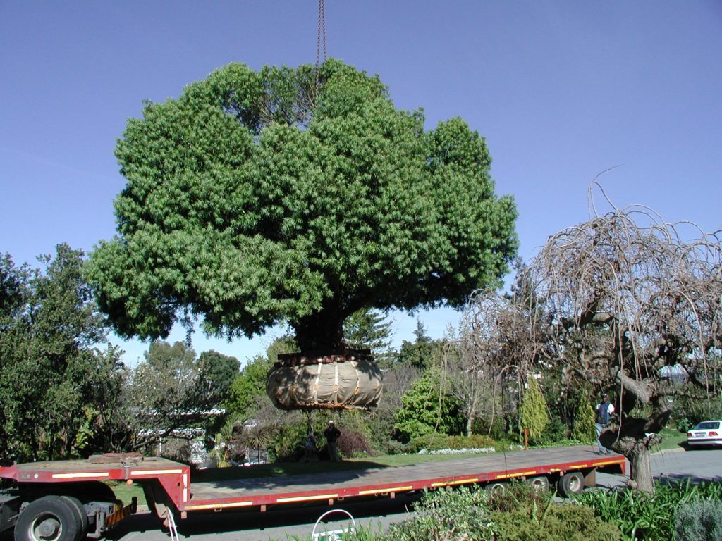 Podocarpus henkelii Uniepark 1