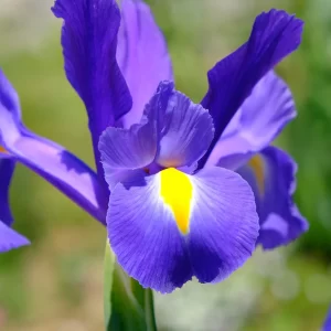 iris 940x788