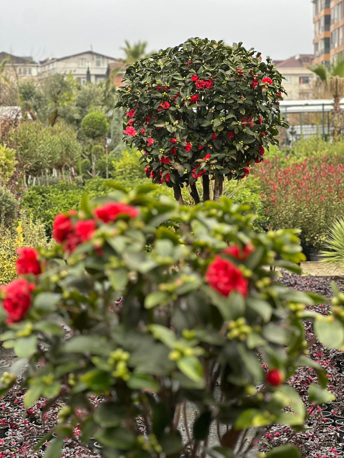 07c2cbc2 f10c 4c72 947d 1fea9bb59df2