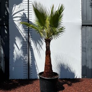 0cc2d29d 1f37 4b16 919b c3197cb0d4df scaled e1769784012479