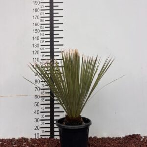 Dasylirion 1 30336270 f954 48ee 9fa2 556d07f01888