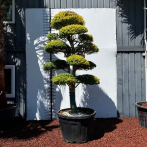 41f2c06c a8b1 4da9 9620 aef379f30b55