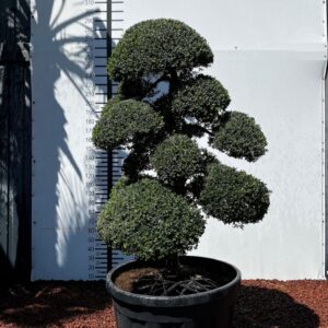 Bonsai Çobanpüskülü (175-200 cm / 200 clt) 1 4306d766 5e58 4dd2 a58c b84a77de95d6