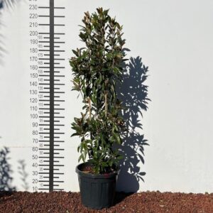 4bb75f82 d385 42de ac45 9362f5111877 e1769772563537