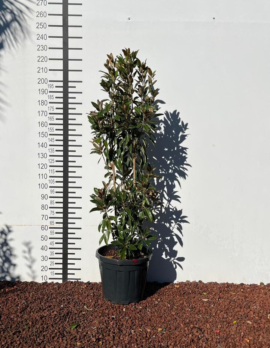 4bb75f82-d385-42de-ac45-9362f5111877 4bb75f82 d385 42de ac45 9362f5111877 e1769772563537