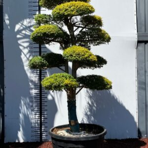 6ca6c5aa d254 41fb 86e2 64e2d321d696