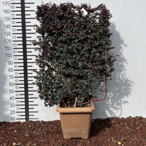 93C1DC5A 61E8 4C3D 9AB0 A5A9F6BBACE2 L0 001 12.01.2026 09 37 19 scaled e1769785039858