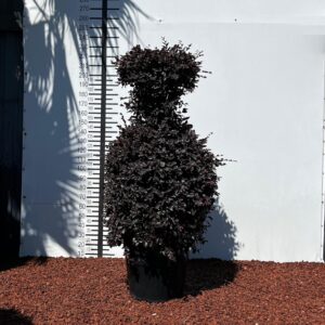 9488f2d6 c842 4d54 9cf3 5a1c1caf0b86 scaled e1769780591684