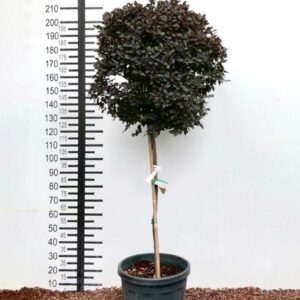 a46e2de7 9e6e 4a52 be91 c605995c43fa