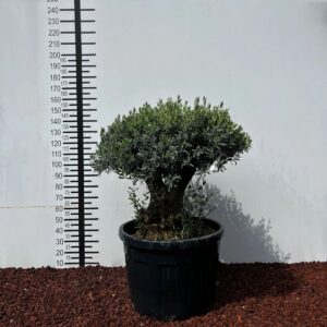 d40c3331 63c6 44eb ad6f 93772fe823a6