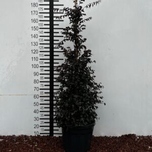 e9709fef 135c 4e49 a44b f39fba610899