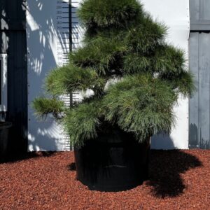 Bonsai Japon Karaçamı (200-210 cm / 780 lt) 2 eaf46a1d c01c 49d6 a8ea 64744410cc2f