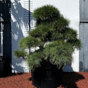 eaf46a1d c01c 49d6 a8ea 64744410cc2f e1769772123718